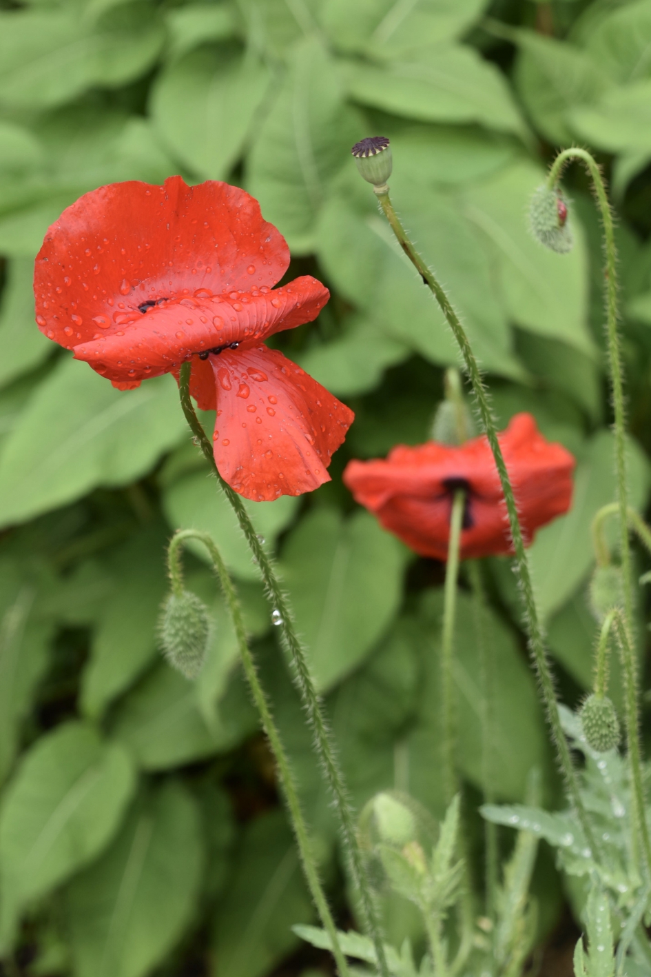 Klaprozen in de regen - Planten - 