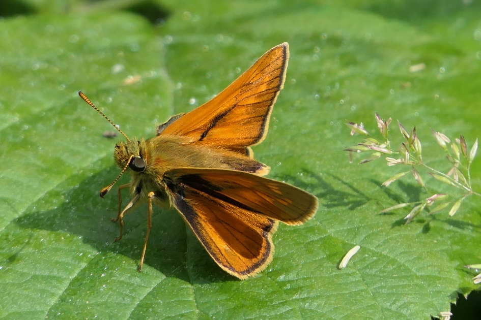 Klein dikkopje - Geleedpotigen - Klein dikkopje