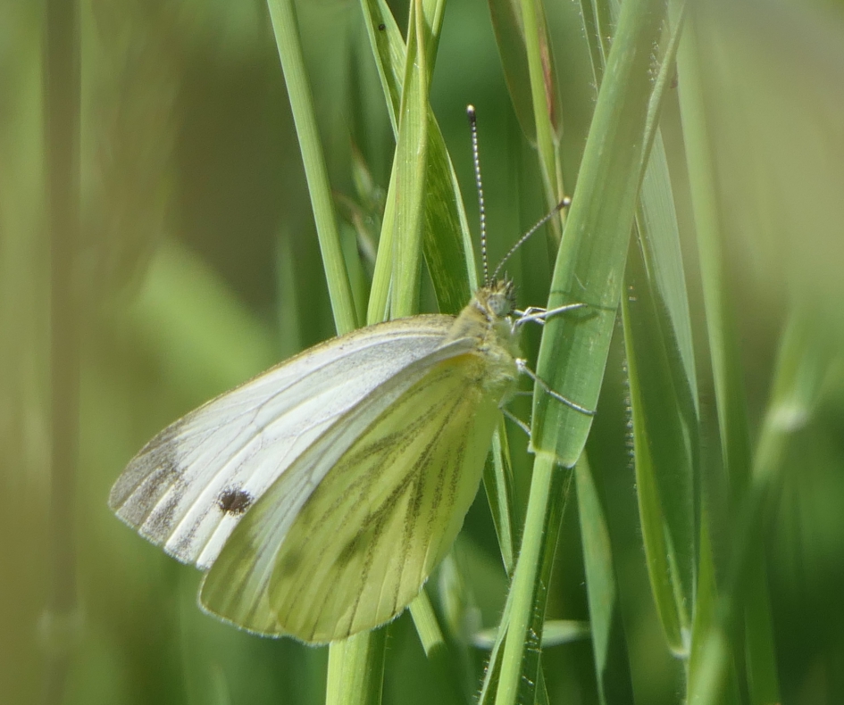 Klein koolwitje - Geleedpotigen - Klein koolwitje