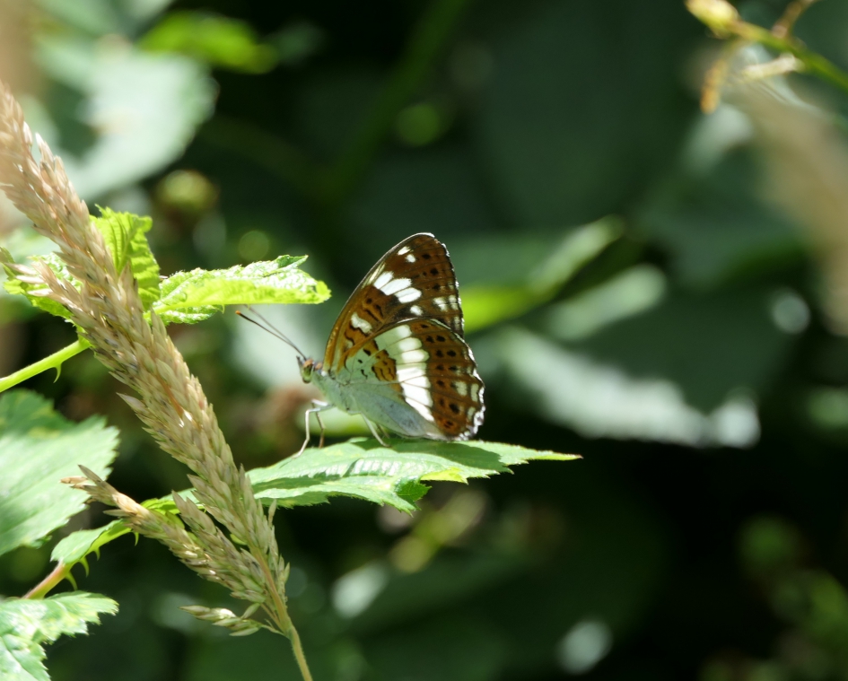 Kleine ijsvogelvlinder. - Geleedpotigen - Kleine Ijsvogelvlinder