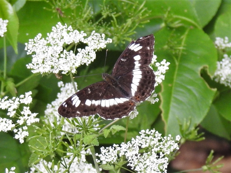 Kleine IJsvogelvlinder op Fluitekruid