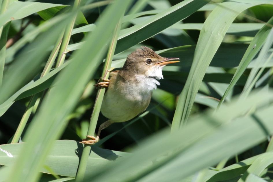 Kleine karekiet - Vogels - 