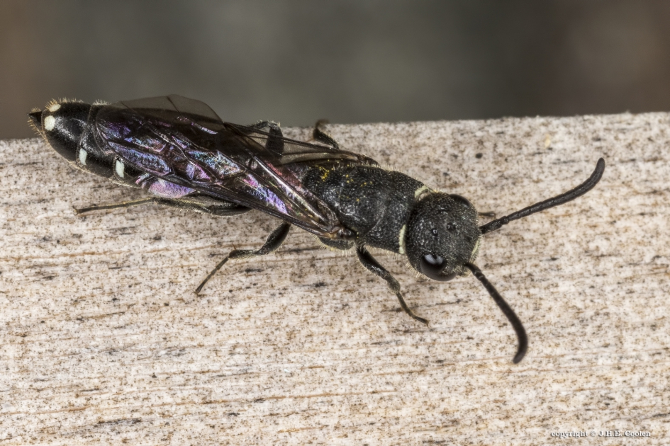 Kleine knotswesp (Sapygina decemguttata) - Geleedpotigen - Kleine knotswesp