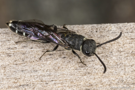 Kleine knotswesp (Sapygina decemguttata)
