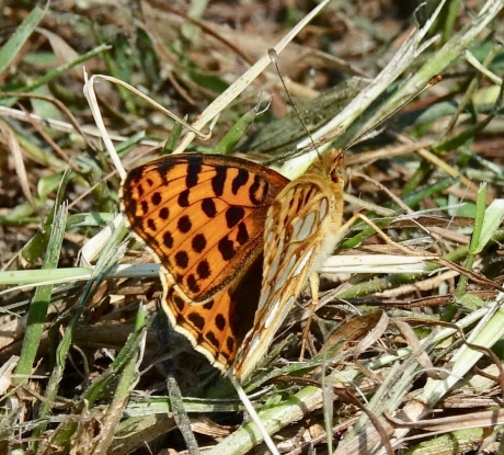 Kleine parelmoervlinder