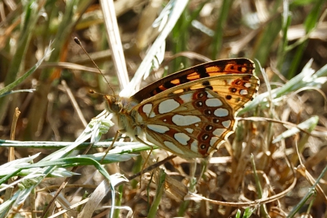 Kleine parelmoervlinder
