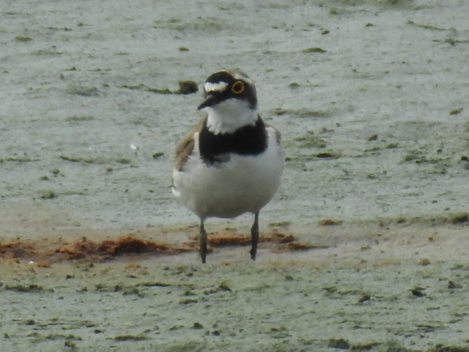 Kleine plevier - Vogels - Kleine plevier