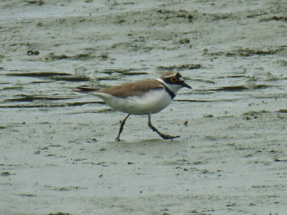 Kleine plevier aan de wandel op het slik. - Vogels - Kleine plevier