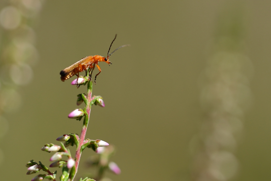 kleine rode weekschild - Geleedpotigen - 