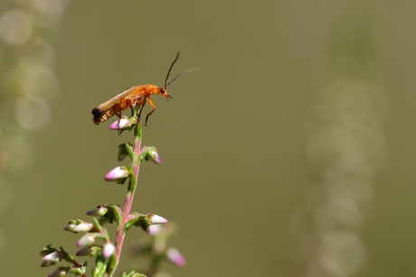 kleine rode weekschild
