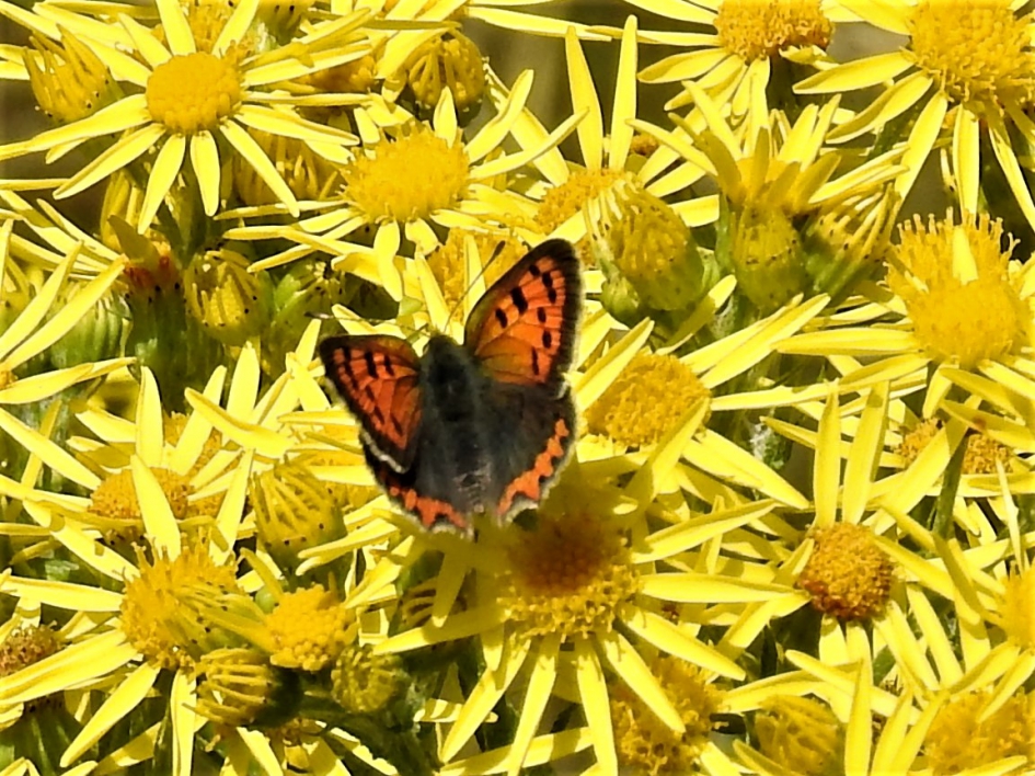Kleine vuurvlinder - Geleedpotigen - Kleine vuurvlinder