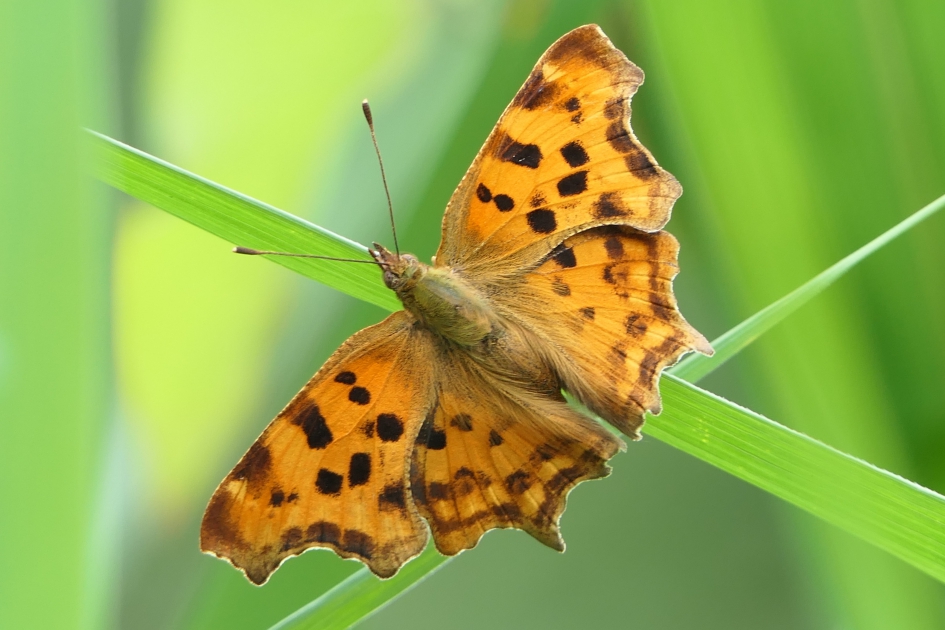 Kleurrijk - Geleedpotigen - Gehakkelde aurelia