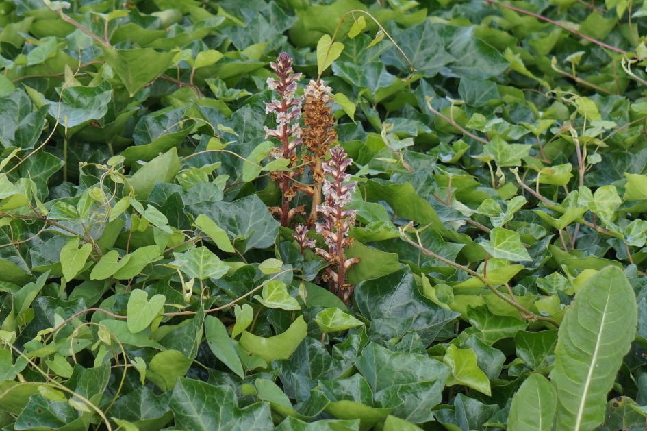 klimopbremraap in Rotterdam - Planten - klimopbremraap
