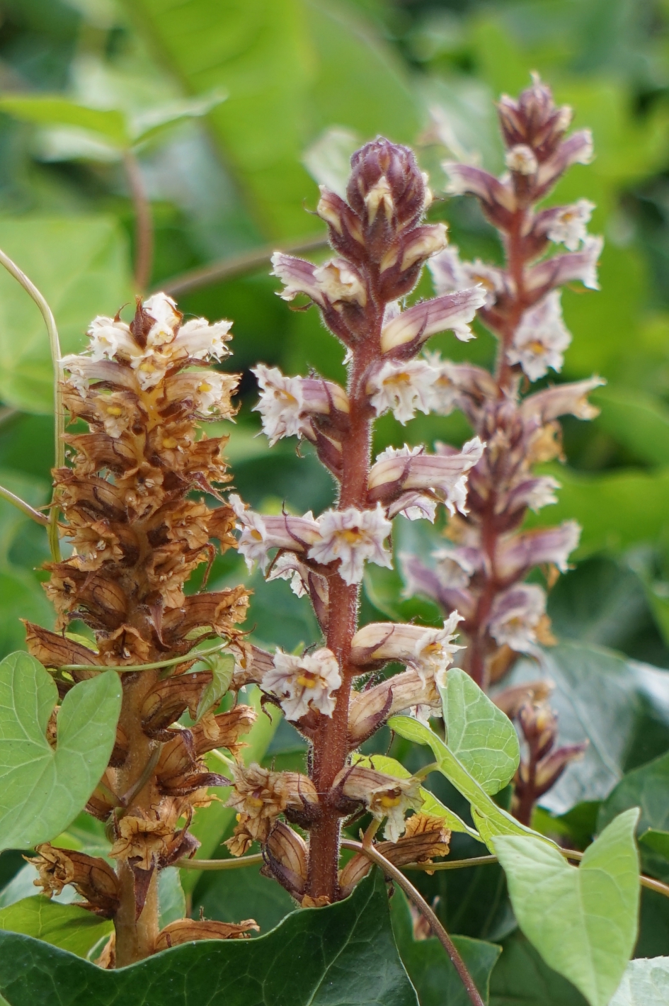 klimopbremraap in Rotterdam - Planten - klimopbremraap
