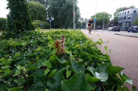 klimopbremraap in Rotterdam