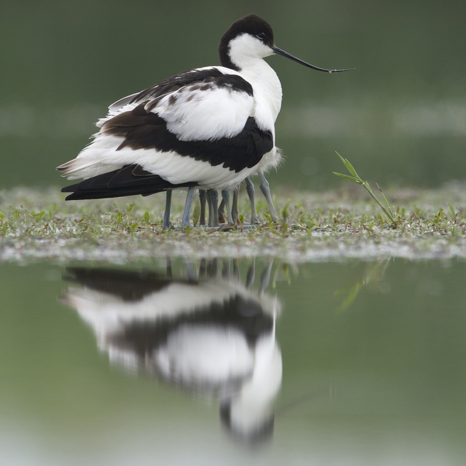 Kluut - Vogels - Kluut
