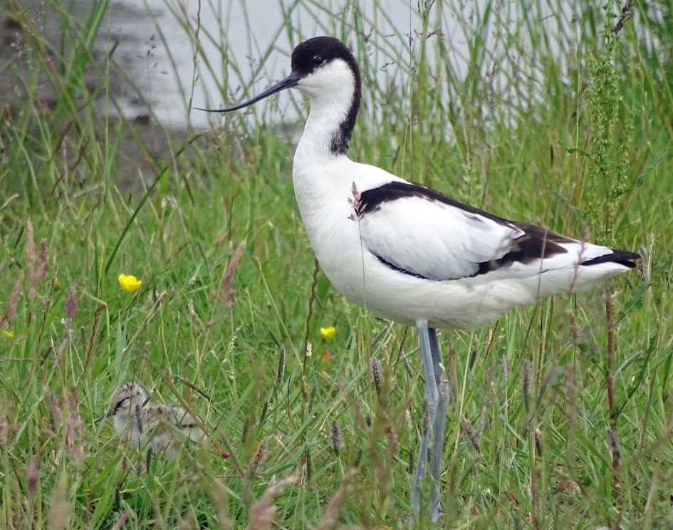 Kluut. - Vogels - Kluut.