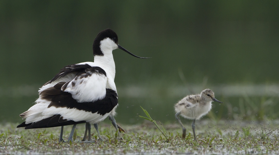 Kluut II - Vogels - Kluut