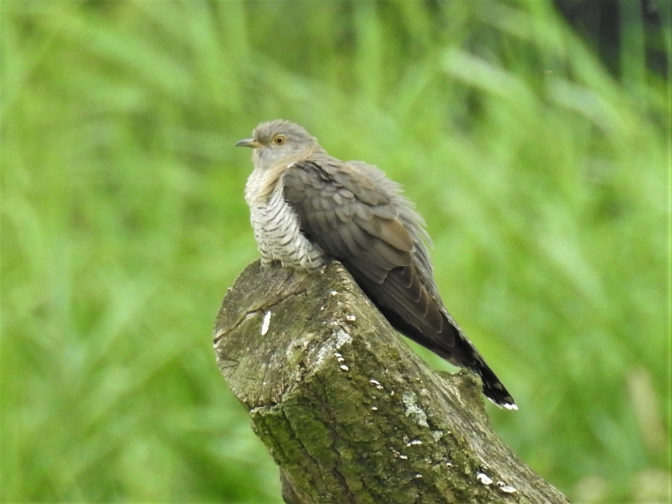 Koekoek - Vogels - Koekoek
