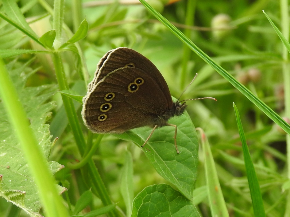 Koevinkje 2 - Geleedpotigen - Koevinkje