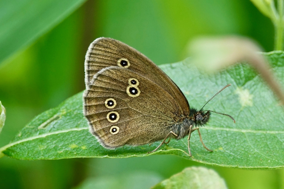 Koevinkje - Geleedpotigen - Koevinkje