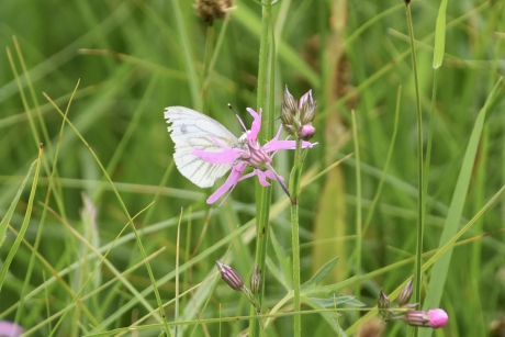 Druk bezochte koekoeksbloemen