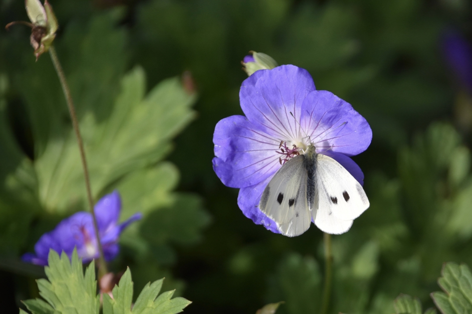 Koolwitje - Geleedpotigen - 