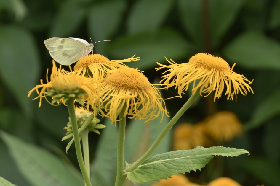 Koolwitje op de ... - Geleedpotigen - 