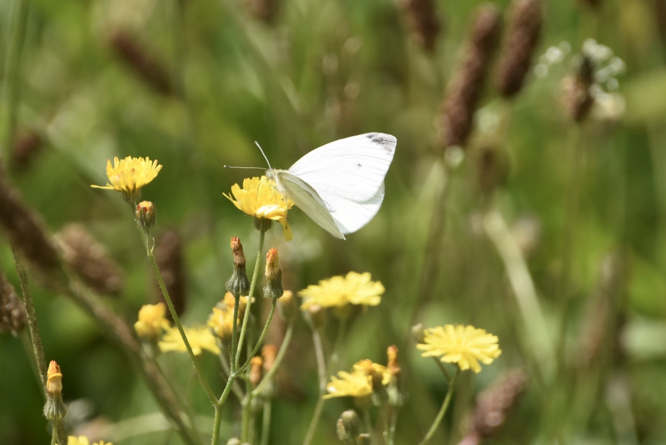 Koolwitje op de laatste bermbloemen - Geleedpotigen - 
