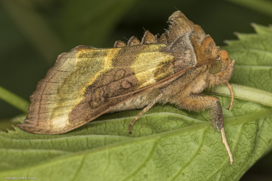 Koperuil (Diachrysia chrysitis) - Geleedpotigen - Koperuil