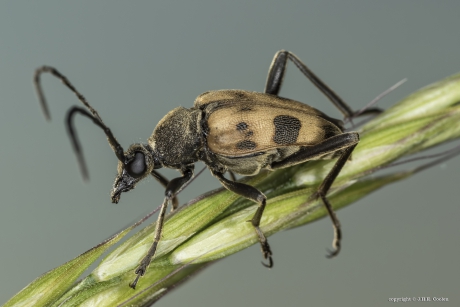 Korte smalboktor (Pachytodes cerambyciformis)