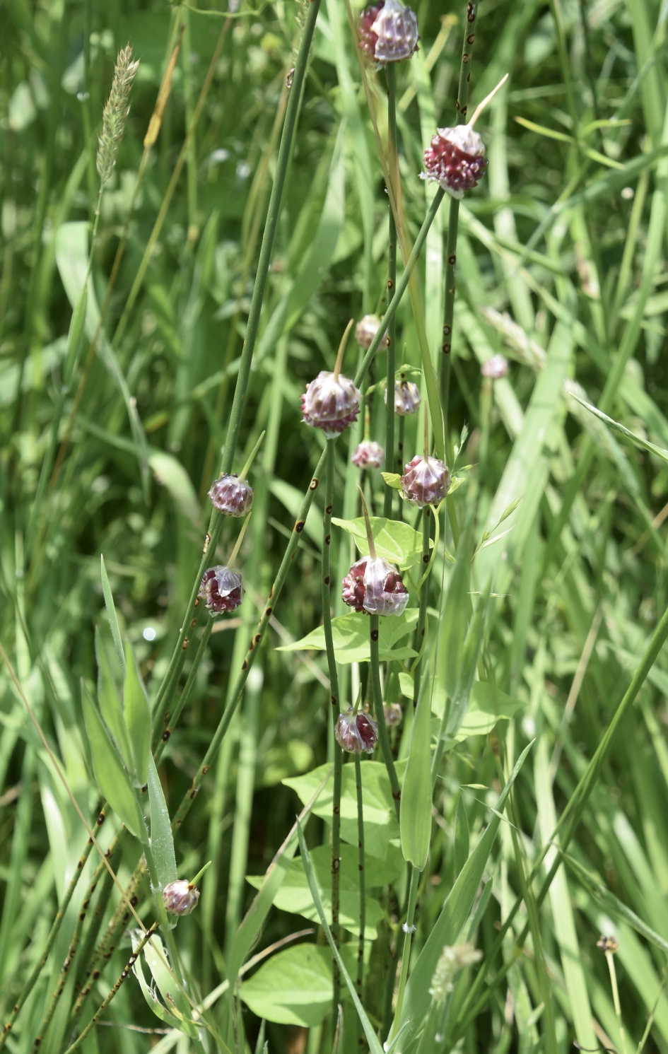 Kraailook - Planten - 