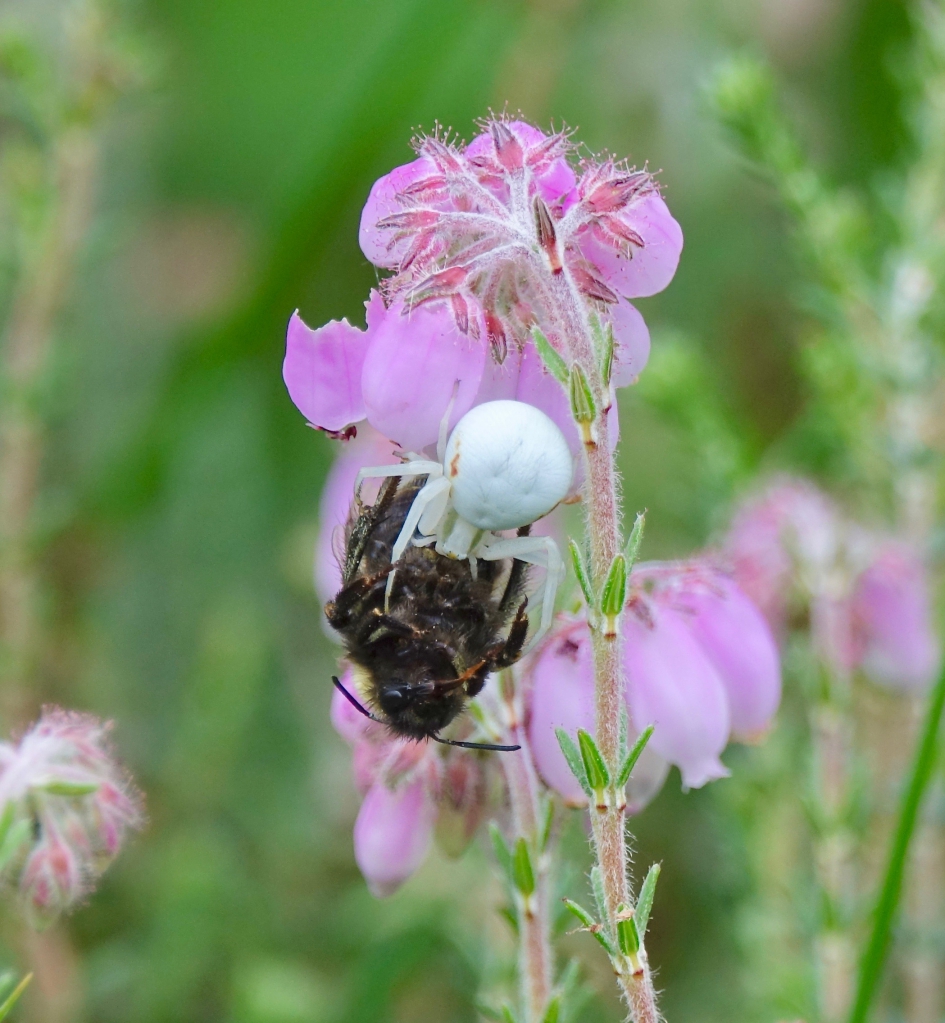 Krabspin met prooi - Geleedpotigen - Krabspin