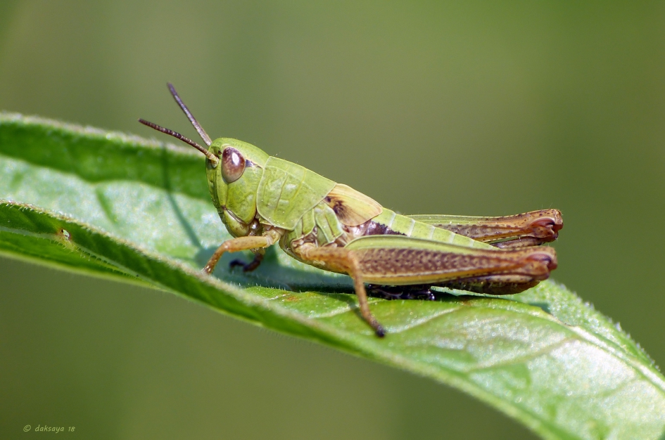 Krasser - Geleedpotigen - 