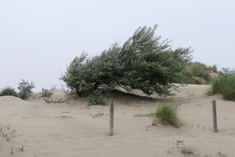 Kromgebogen - Weer en landschap - Boom