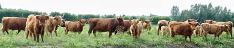 kudde Schotse hooglanders