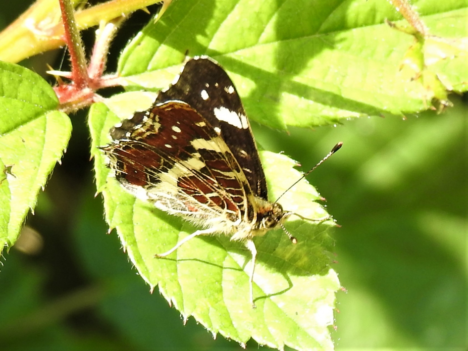 Landkaartje onderaanzicht - Geleedpotigen - Landkaartje