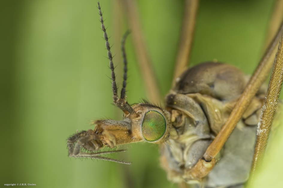 Langpootmug - Geleedpotigen - Langpootmug