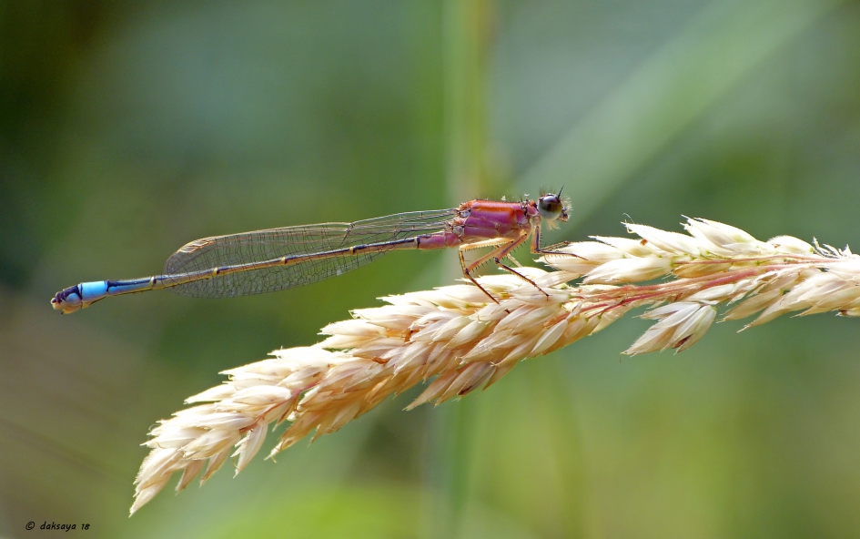 Lantaarntje - Geleedpotigen - 