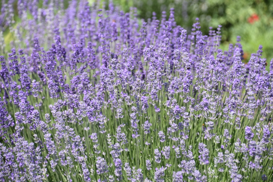 Lavendel - Planten - 