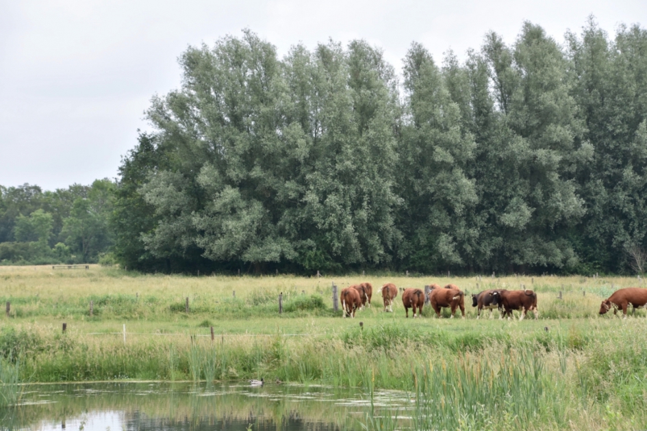 Lekker naar het hoge gras - Zoogdieren - 