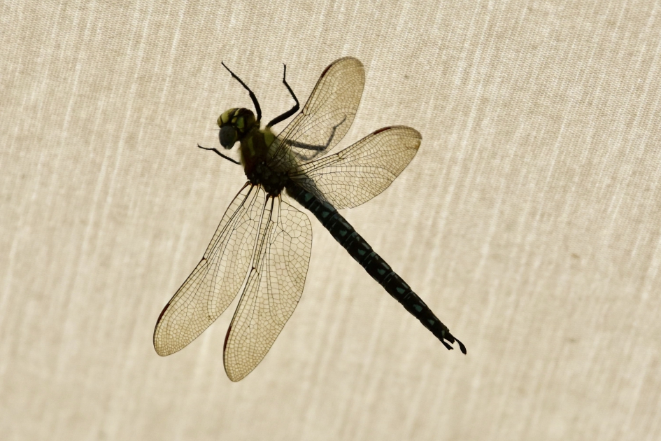 Libelle - Geleedpotigen - 