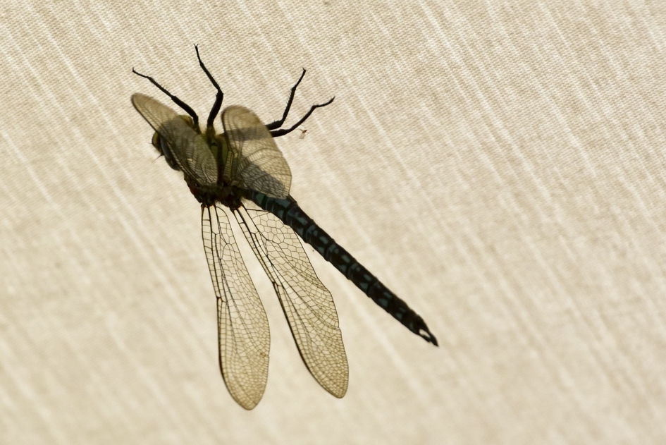 Libelle - Geleedpotigen - 