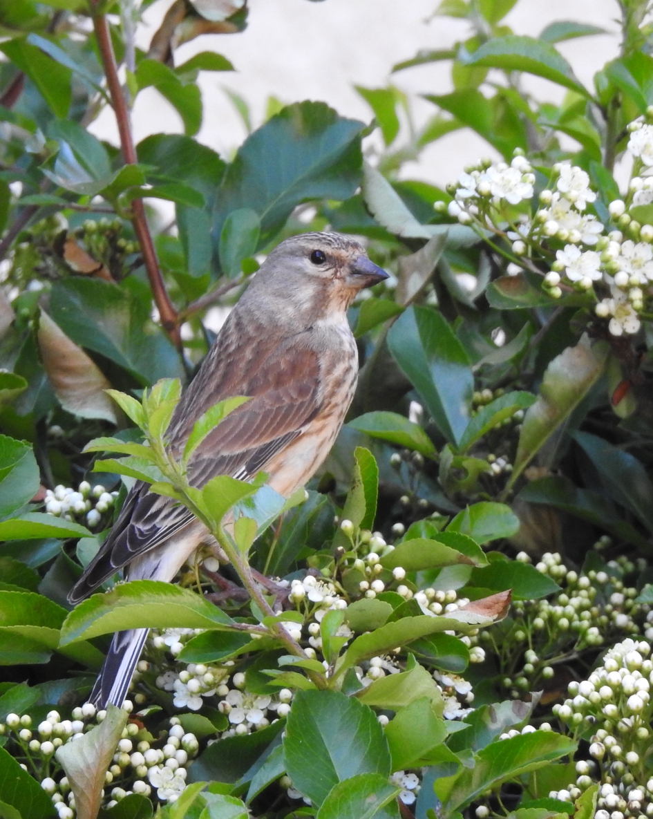 Ma Kneu - Vogels - Kneu