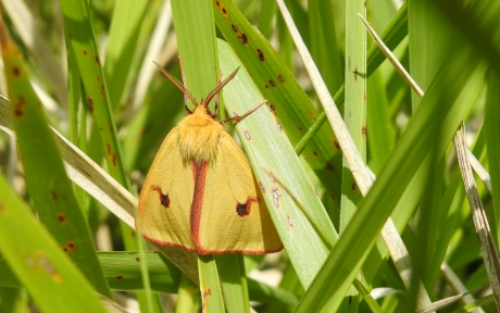 Mantel met bontkraag