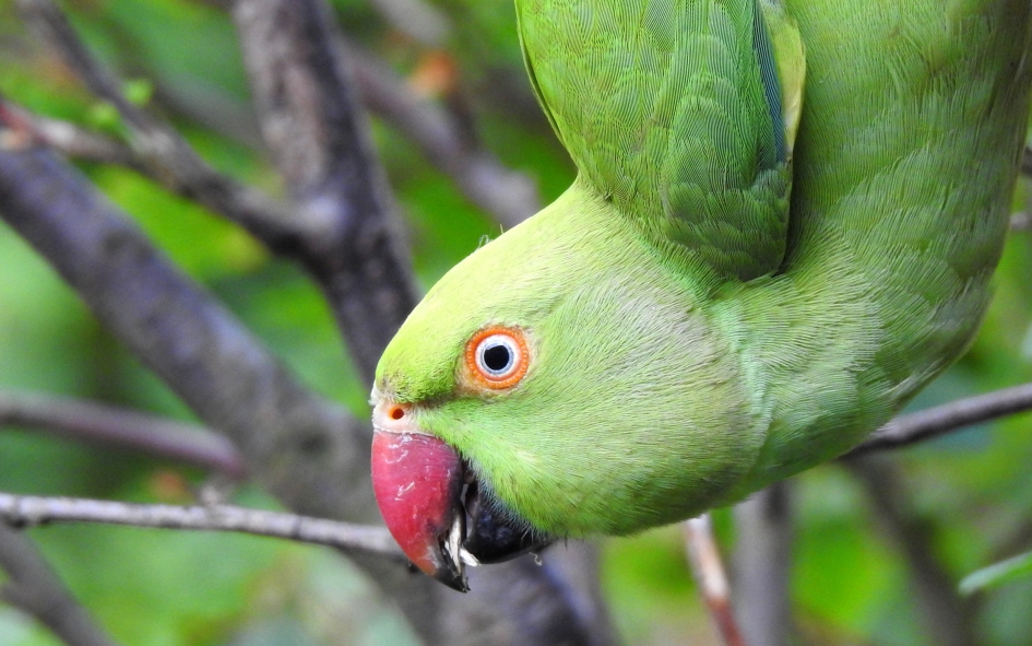 Mee-eten - Vogels - Halsbandparkiet