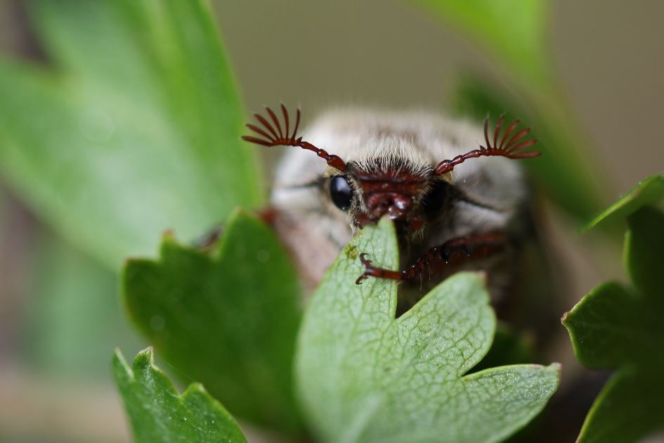 meikever - Geleedpotigen - 