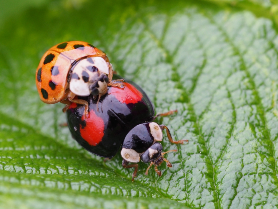 Menging - Geleedpotigen - Veelkleurig Aziatisch lieveheersbeestjes