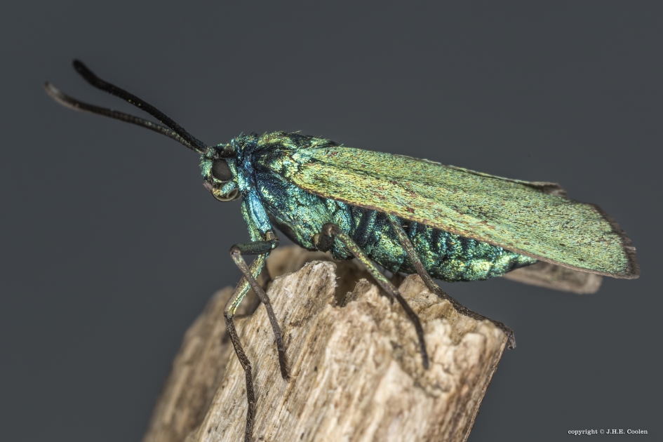 Metaalvlinder (Adscita statices) - Geleedpotigen - Metaalvlinder