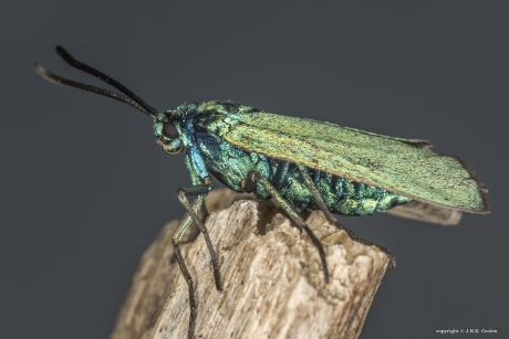 Metaalvlinder (Adscita statices)